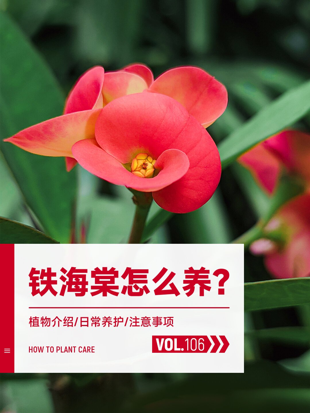 每天一种花草养护知识 | 铁海棠(虎刺梅