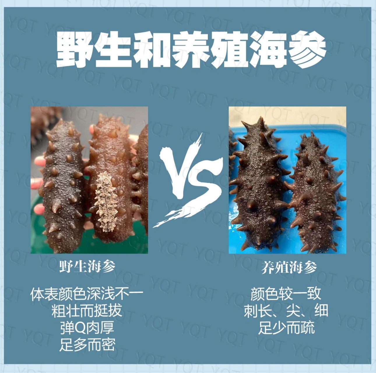 如何辨别野生海参与养殖海参的区别知识科普 生长环境不同,海参刺