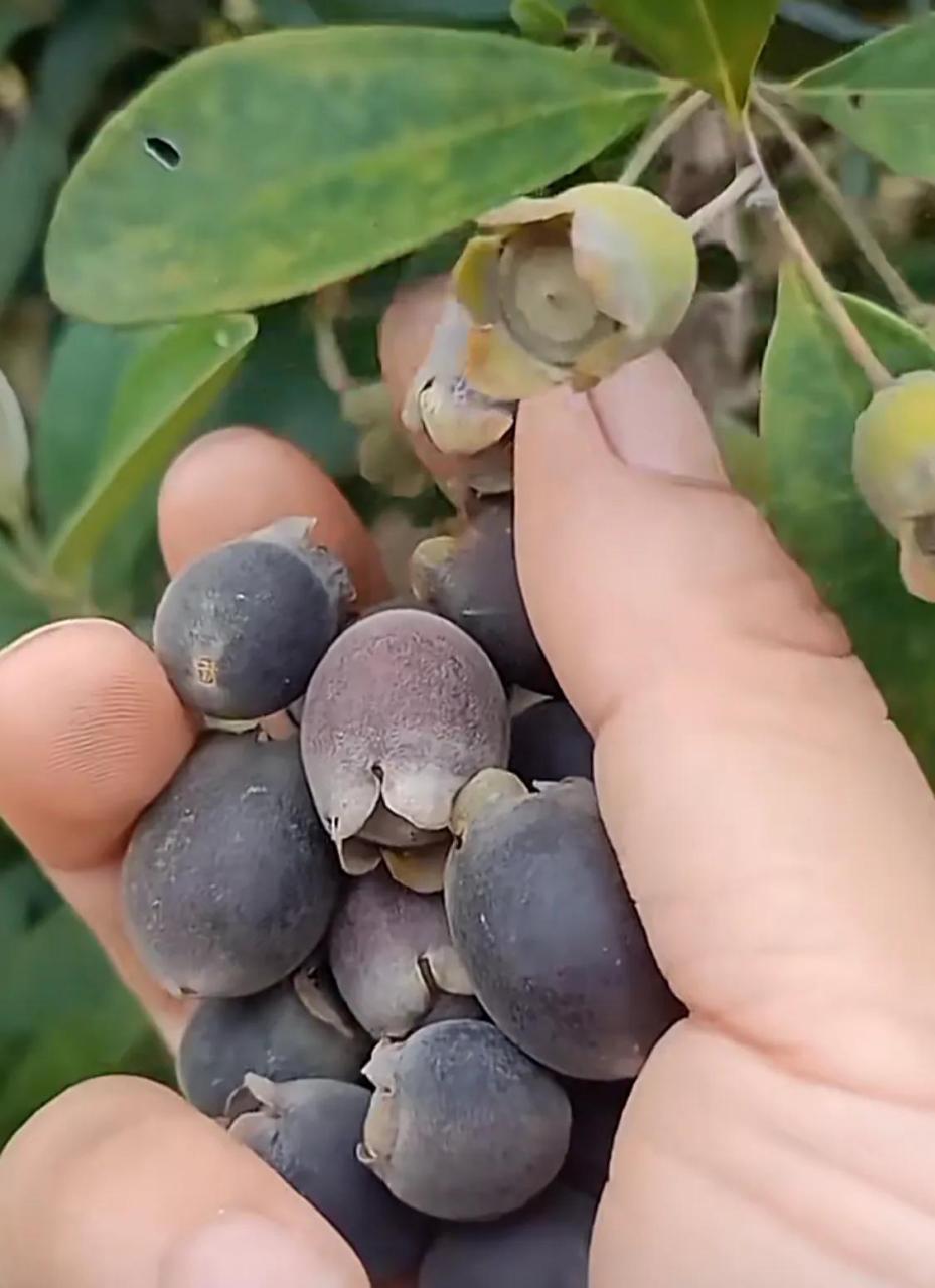 捻子可以观赏也可以吃,最好是泡酒,叫捻子酒,据说可以滋阴补肾.