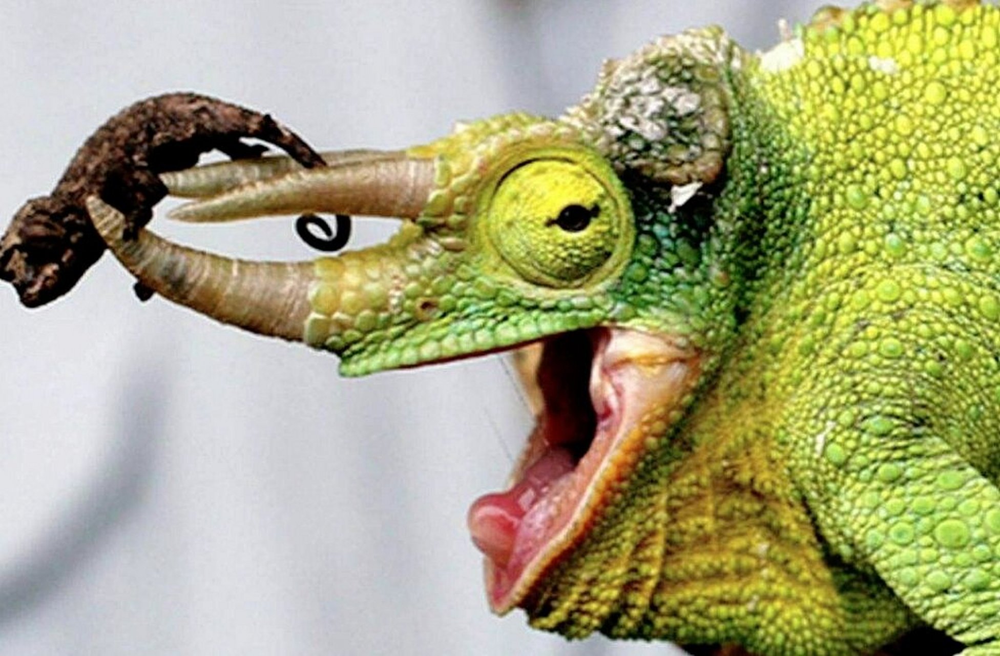 三角龙 变色龙=三角变色龙|杰克森变色龙 也叫三角变色龙,原产东非,后