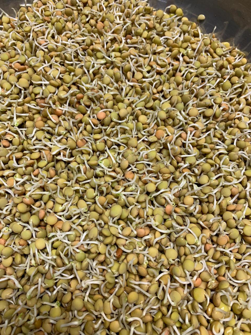 我的扁豆芽今晚可以吃了 	 炒鸡简单 买来生得扁豆芽 洗干净 用
