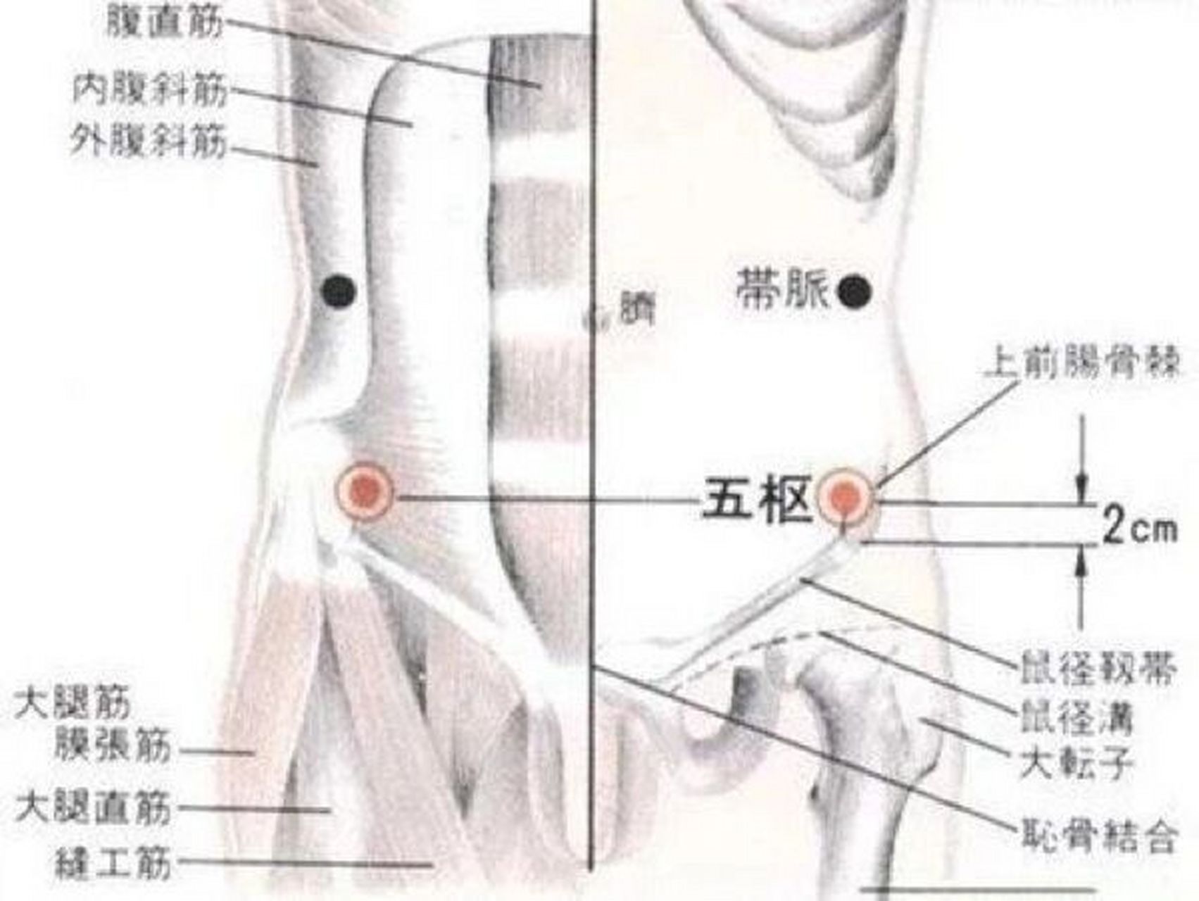 每日一穴～五枢穴:调经固带,理气止痛 针灸,一种中国特有的治疗疾病的