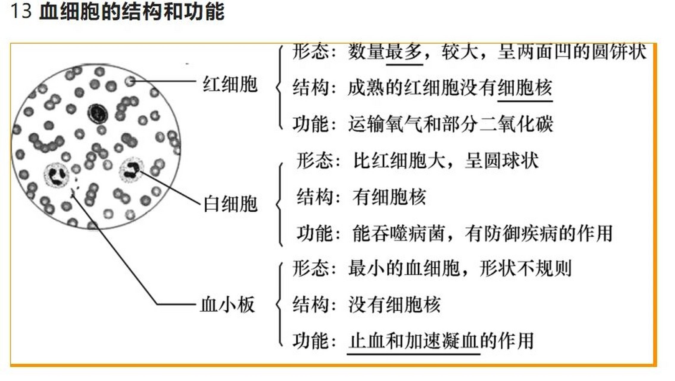 三种血细胞结构图图片