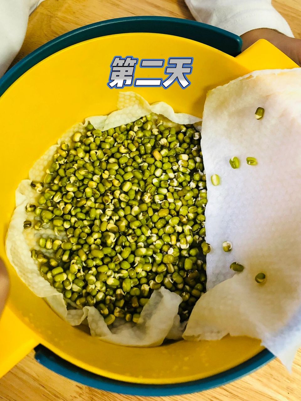 小学四年级作业绿豆发芽过程 绿豆发芽观察日记,7天了记录一下,已经快