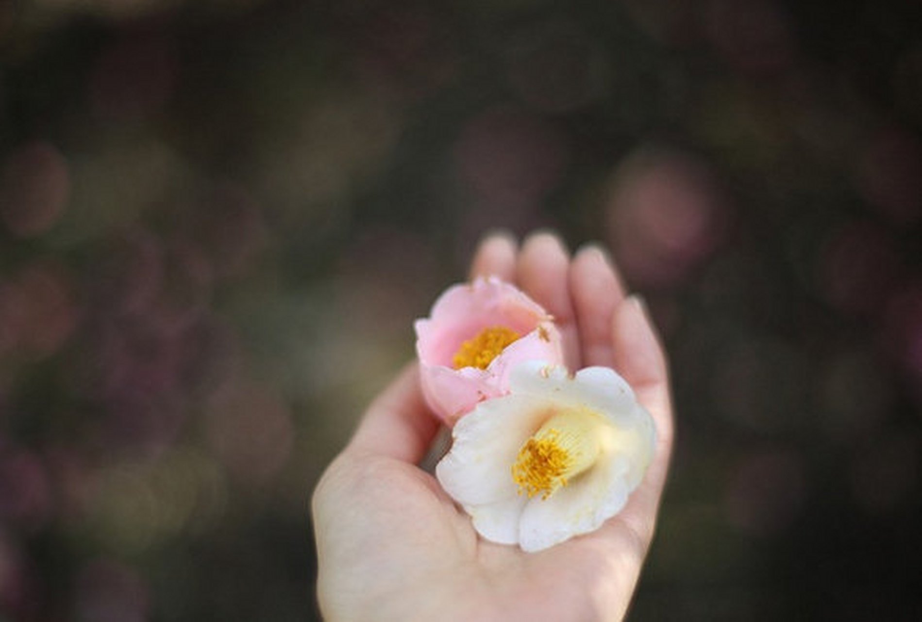 [微风]命里有时终须有,命里无时莫强求,不要去强求那些不属于自己的