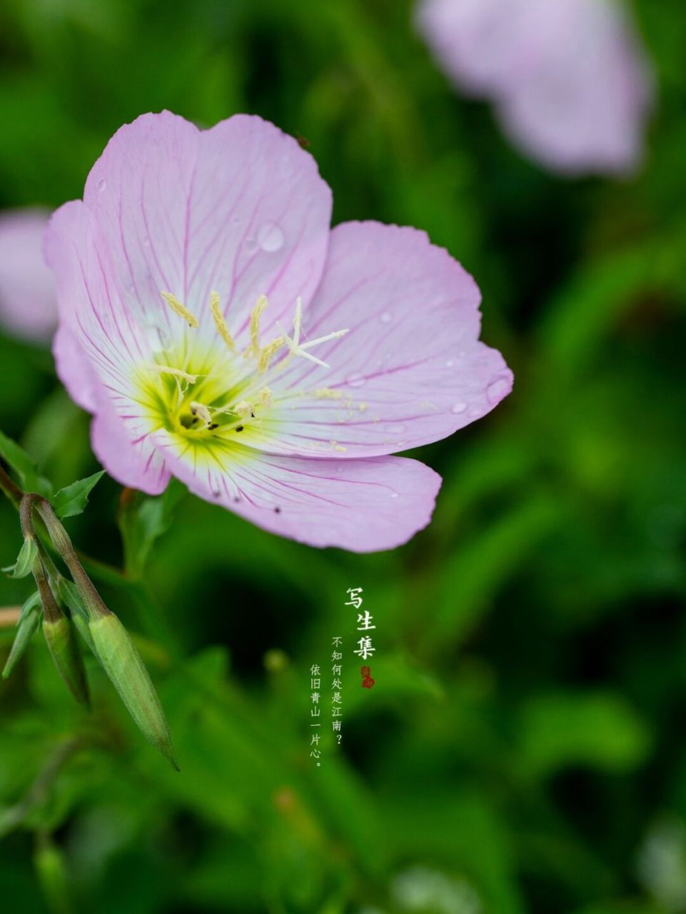 是桃金娘目,柳叶菜科,月见草属多年生草本,月见草在民间常被称为"