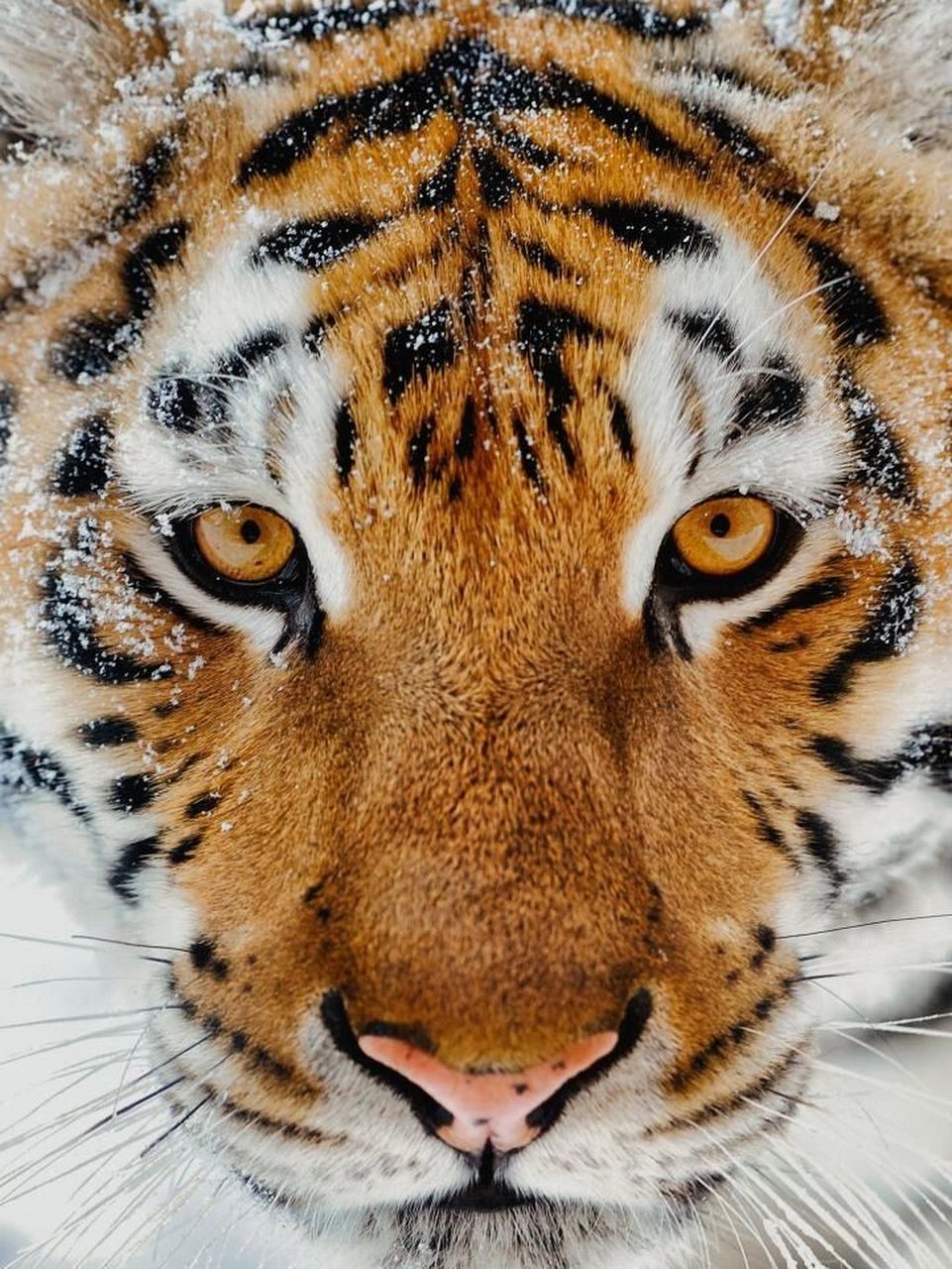 老虎的瞳孔图片