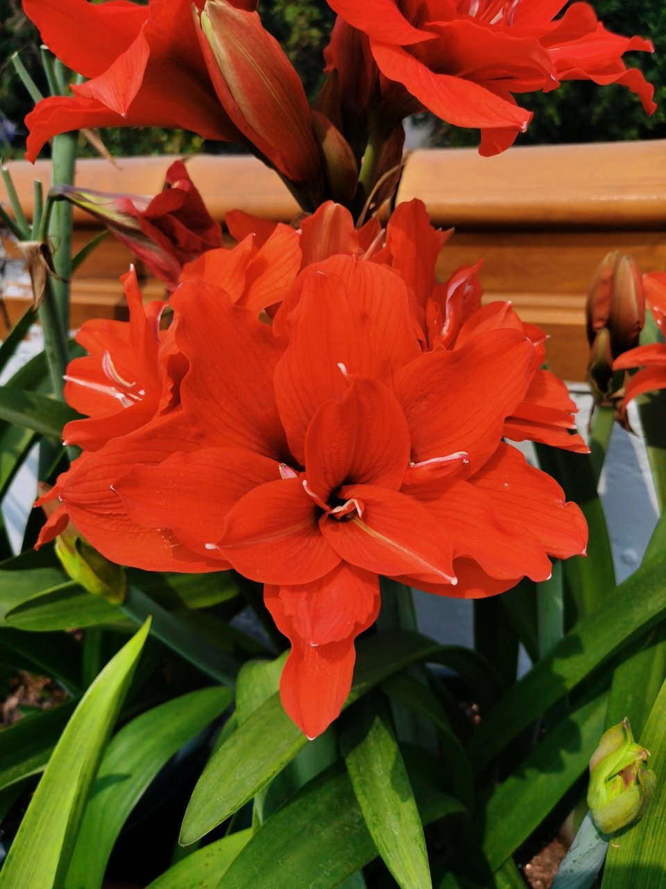 朱顶红-赛利卡 赛利卡还有个奇奇怪怪的名字,叫丁克,应该不是我们理解