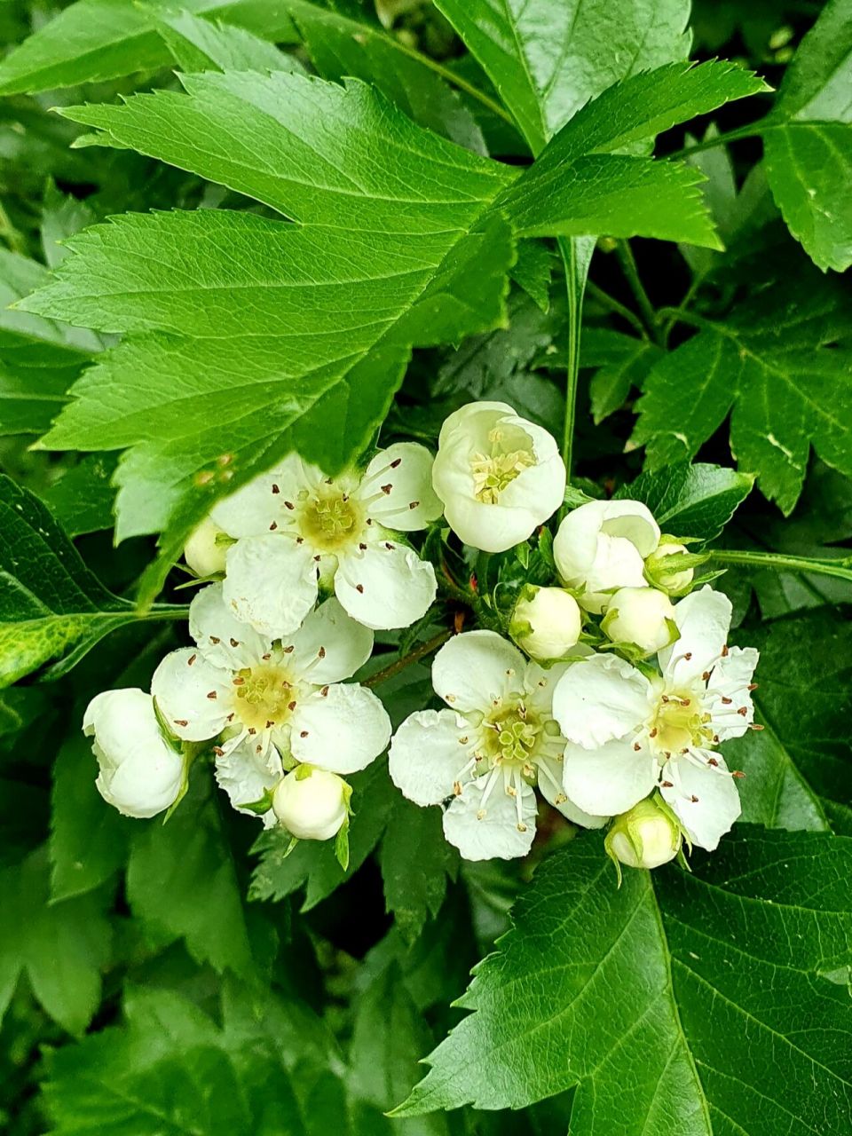 山楂花开花 92山楂树开满了花,洁白无瑕.