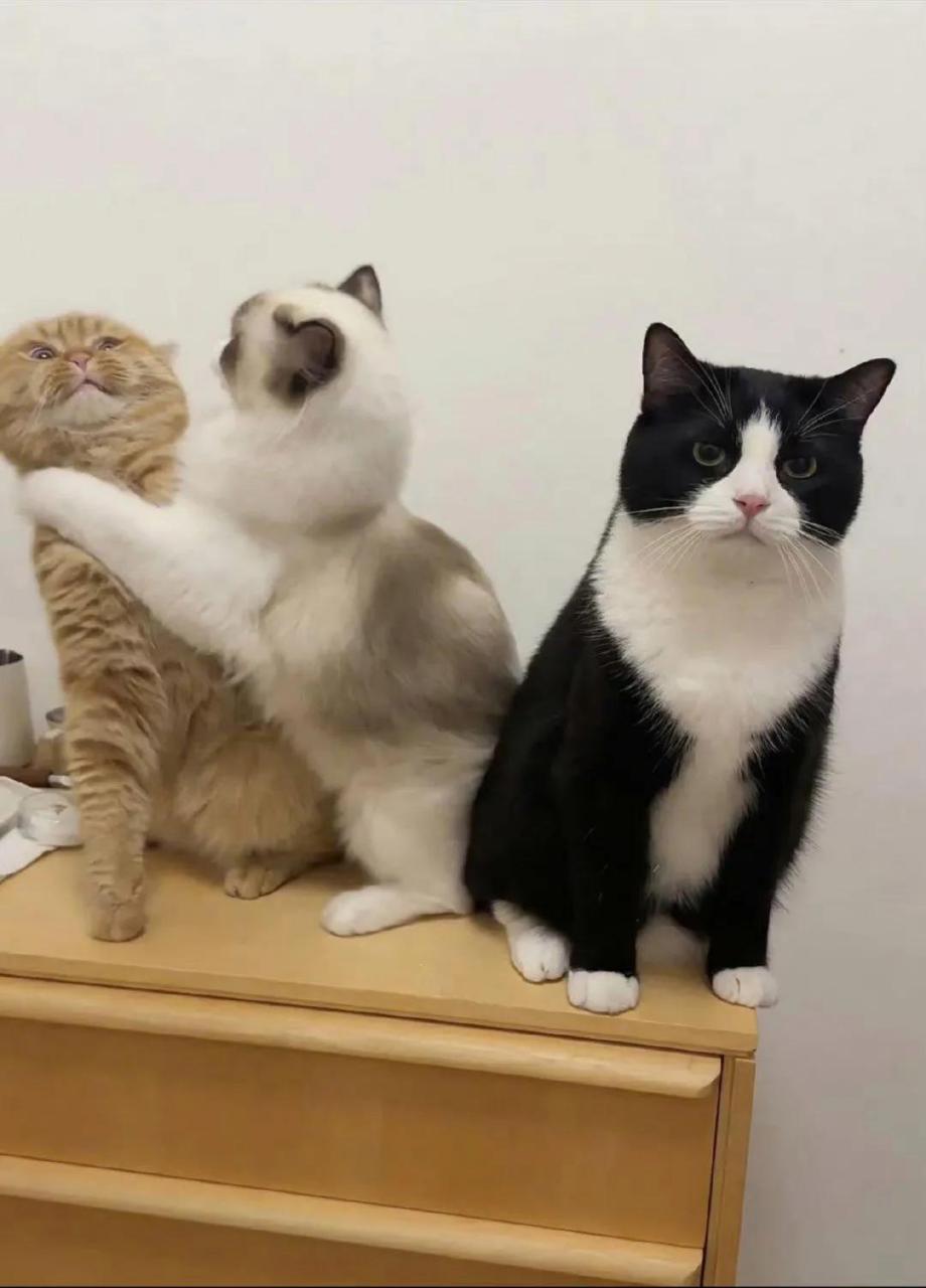 三只猫排排坐,从左到右依次是大橘猫奶牛猫布偶猫.