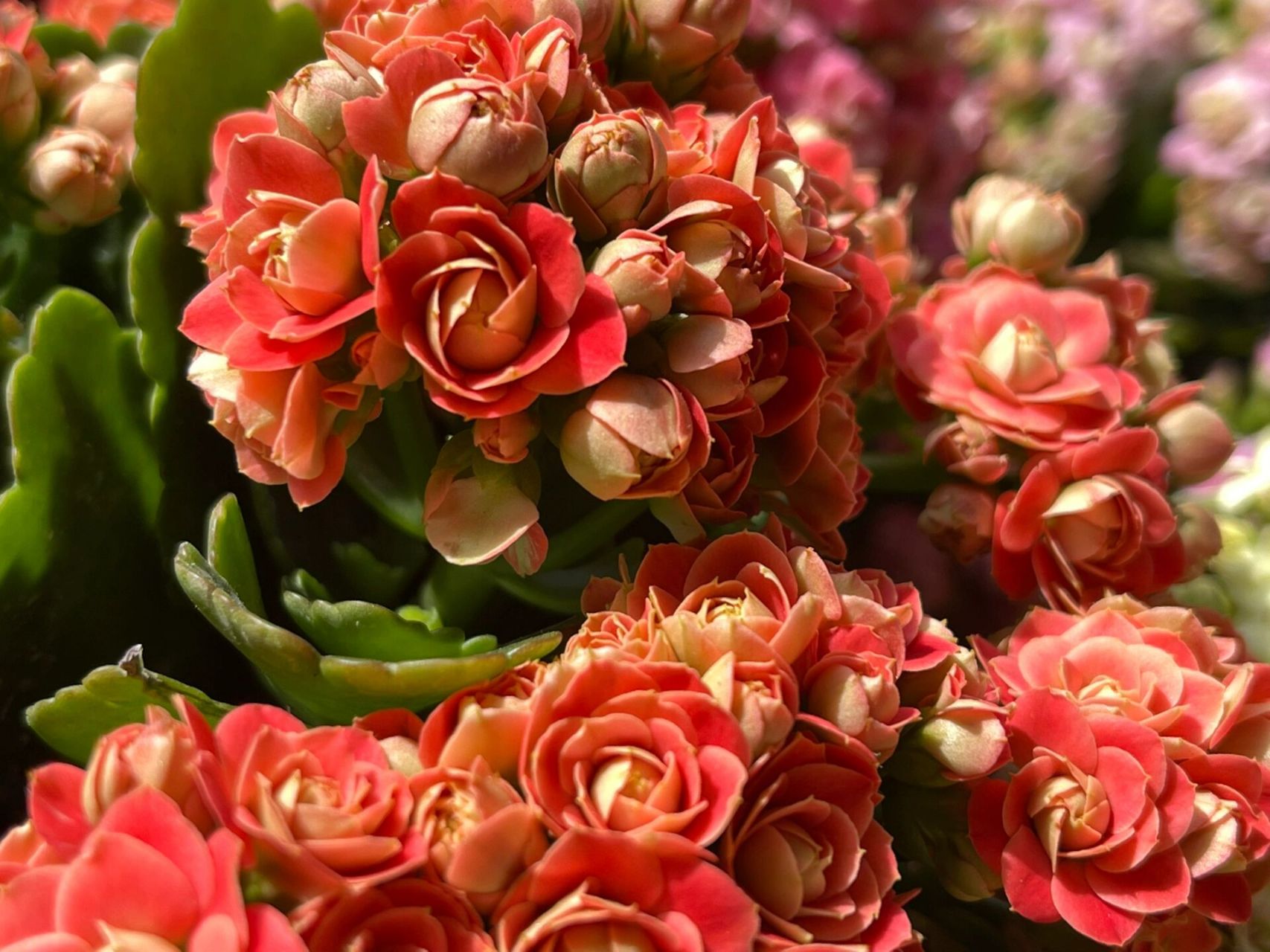 长寿花89 w35花溪