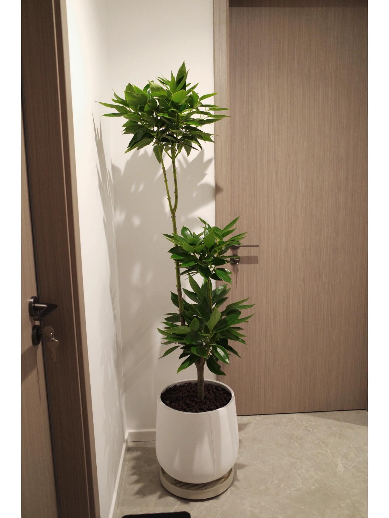 客厅玄关植物—平安树