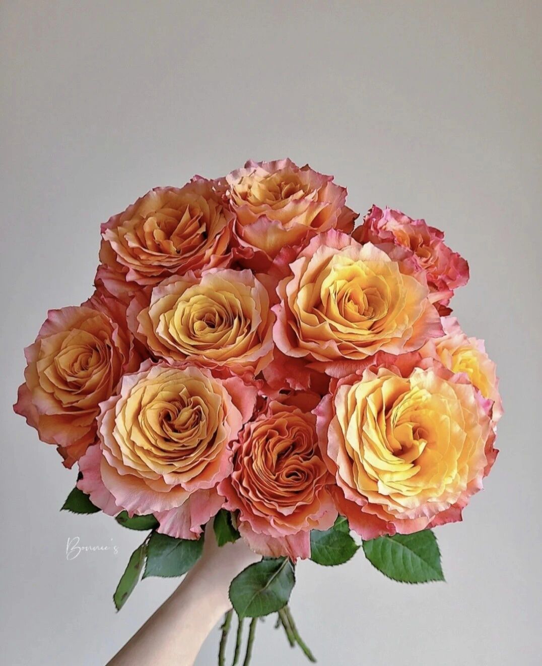 每日一花|火灵鸟玫瑰 火灵鸟属于奥斯汀花园玫瑰,花型硕大,凭借优异的