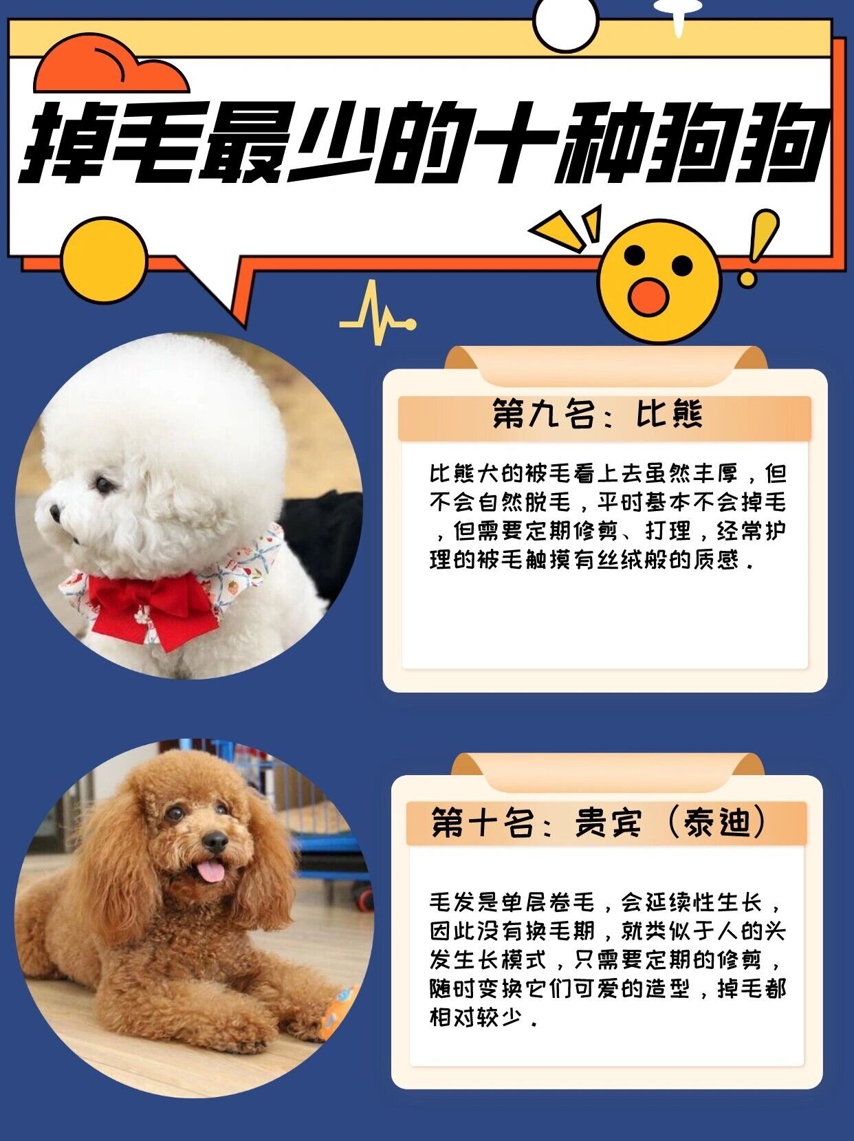 掉毛最少的十种狗狗