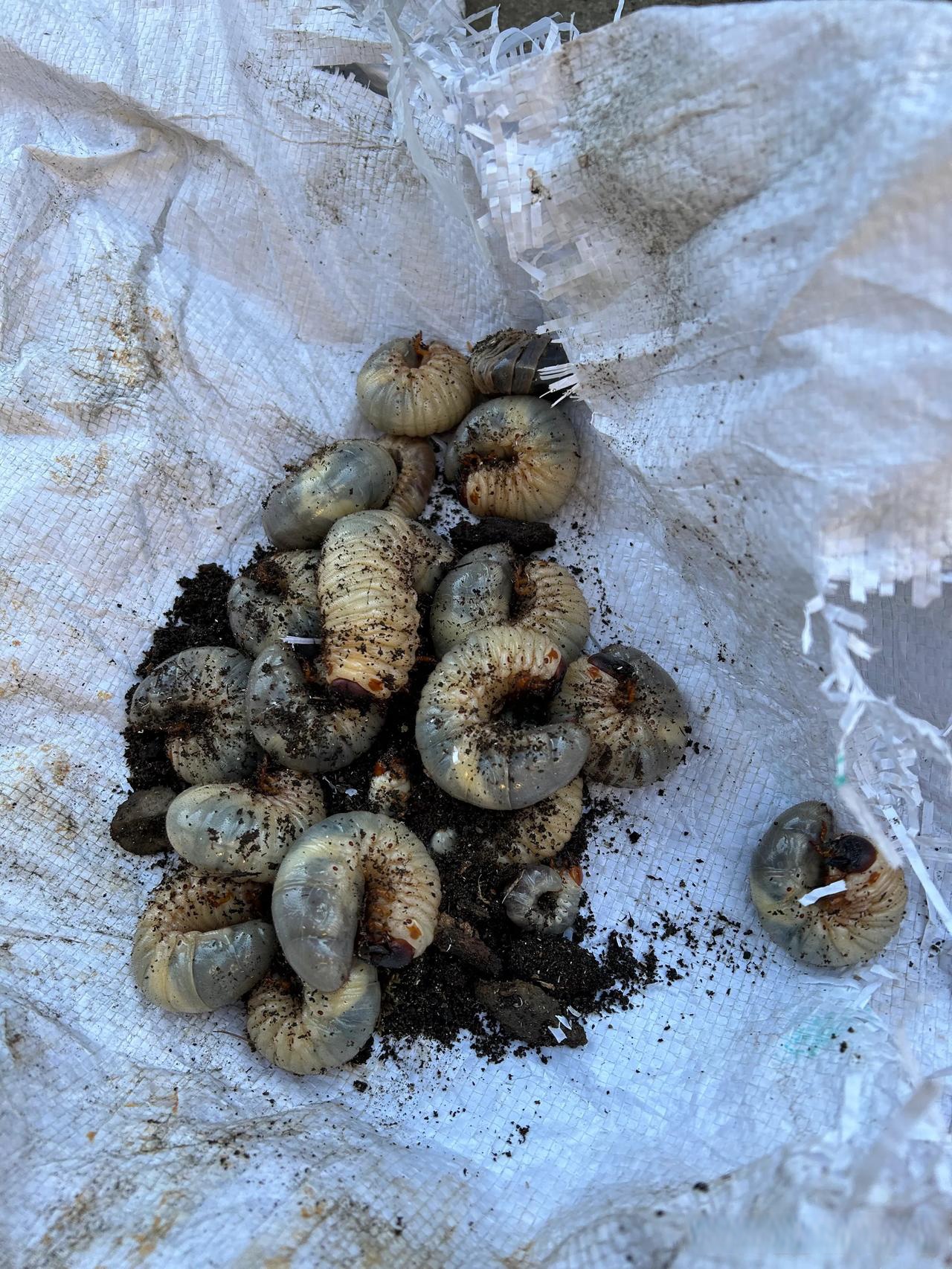 可我不识货,不知道是个啥!貌似在肥沃的垃圾土里见过,值钱么?