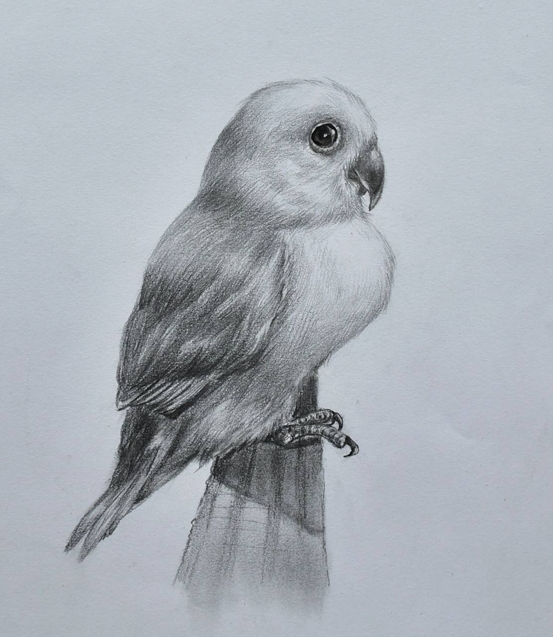 简单易学的素描动物「牡丹鹦鹉」 画鸟相对比较简单,造型容易画,画的