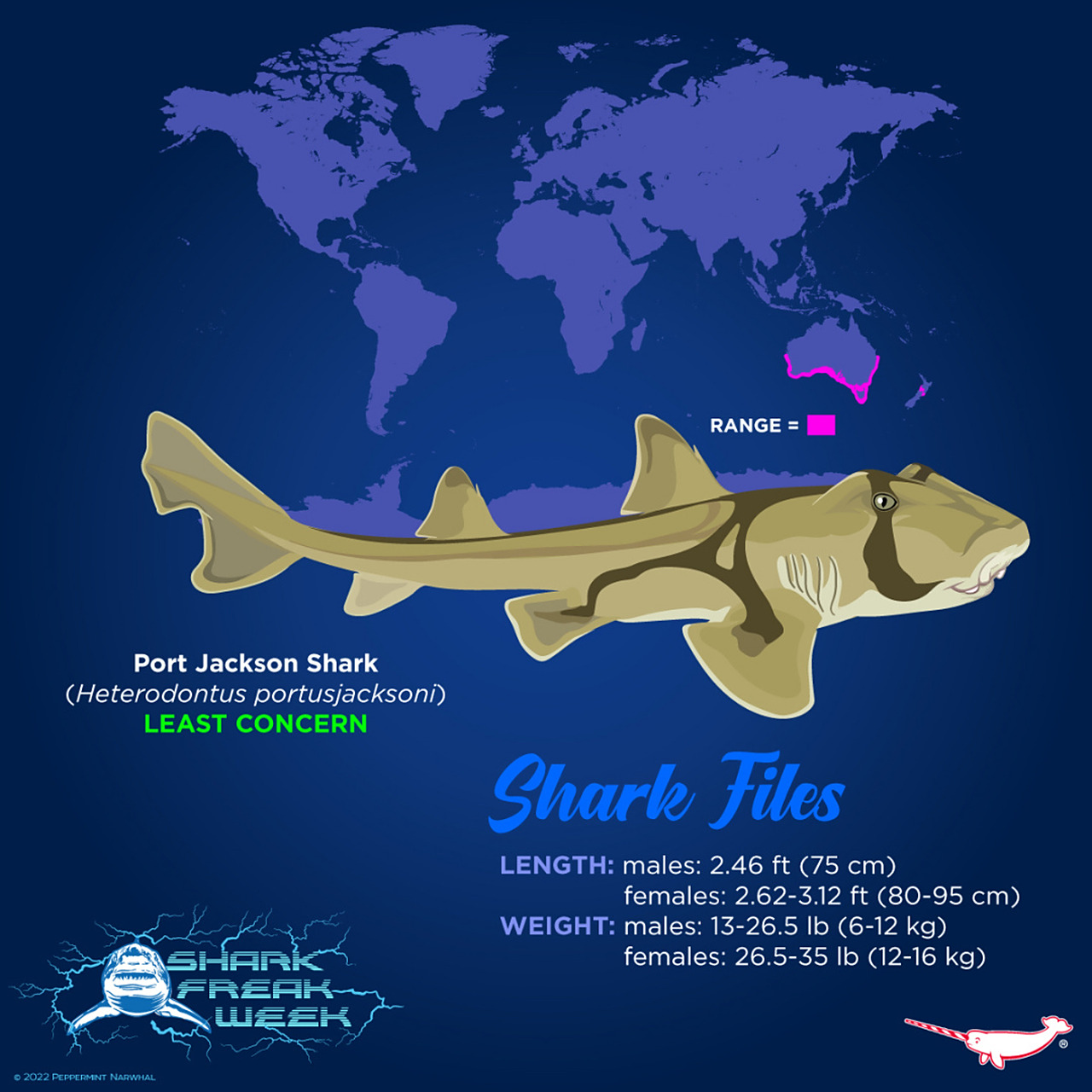 bullhead shark 虎鲨 又叫做异齿鲨,是 heterodontus 虎鲨属鲨鱼的