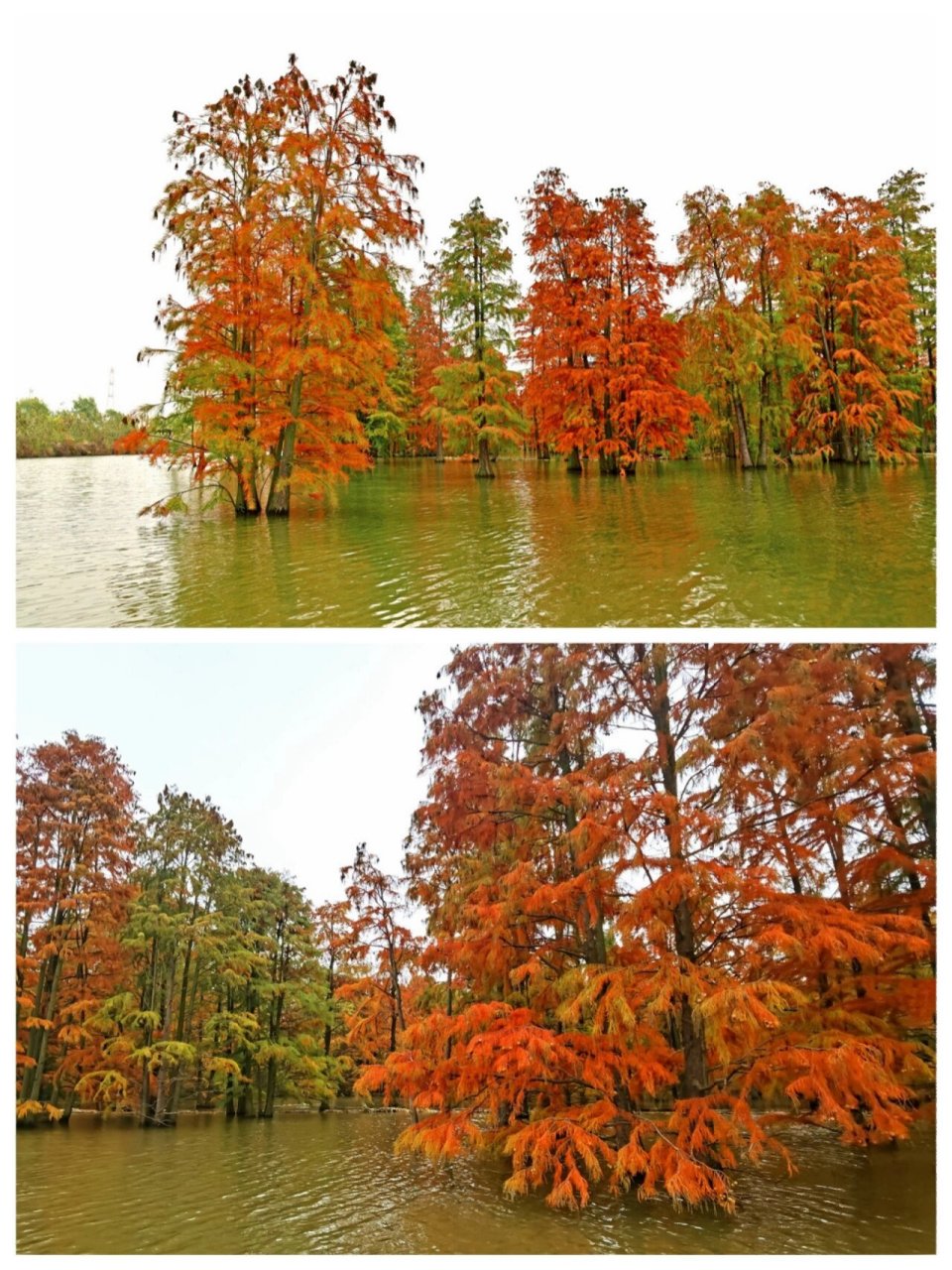 池杉湖湿地公园滁州图片