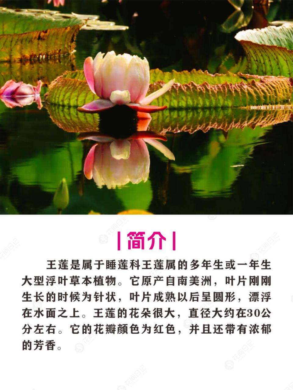 简介 🌿🌺 王莲是一种多年生或一年生的大型浮叶草本植物,属于