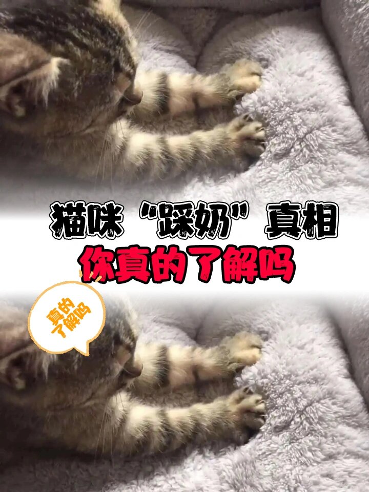 猫咪"踩奶"真相,你真的了解吗?