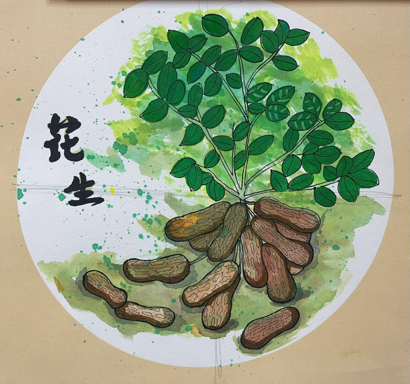 掌握花生的外形特征,运用线描的方式表现出