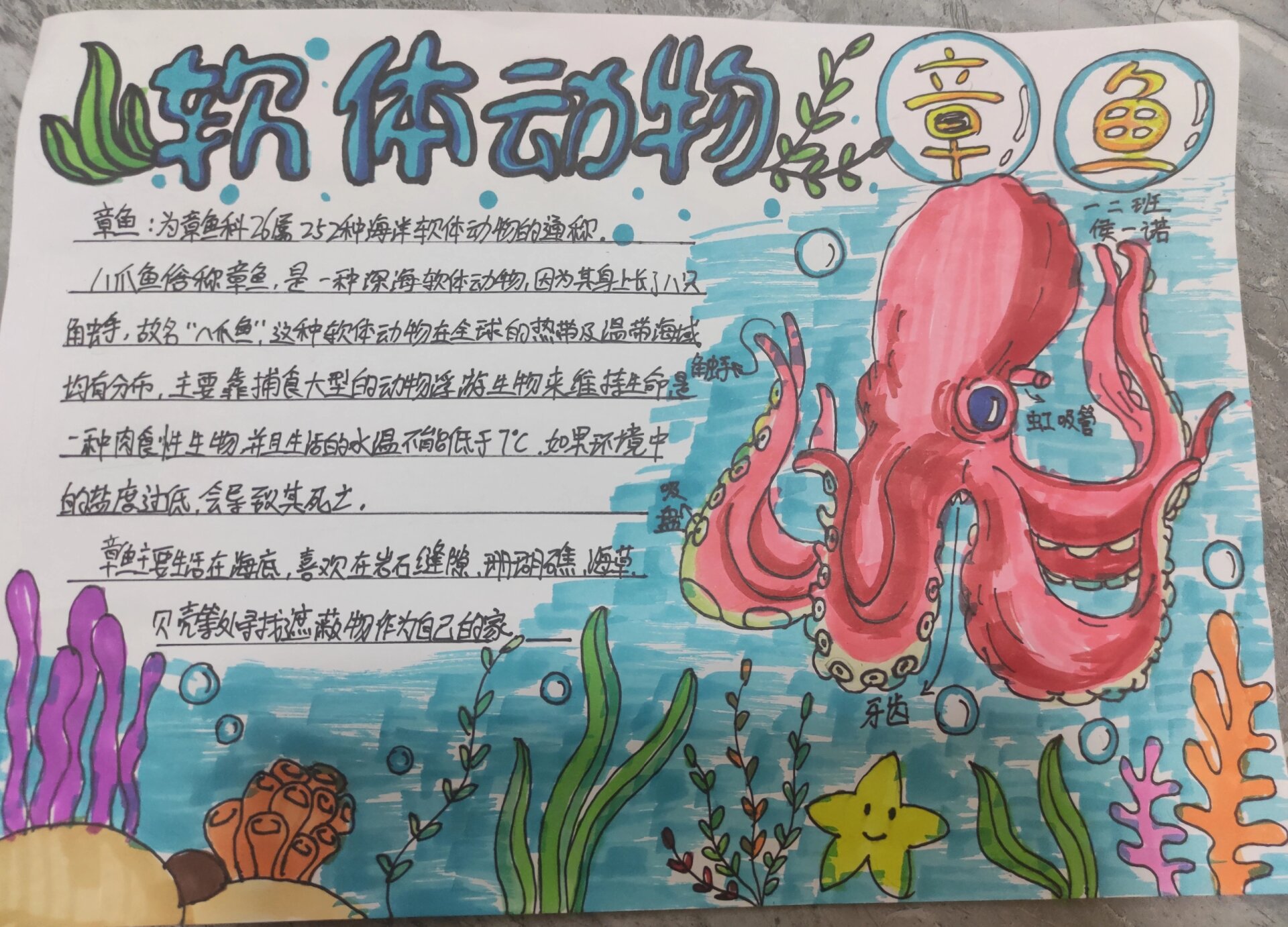 一年级手抄报  软体动物的秘密    为培养学生科学素养,我校组织一