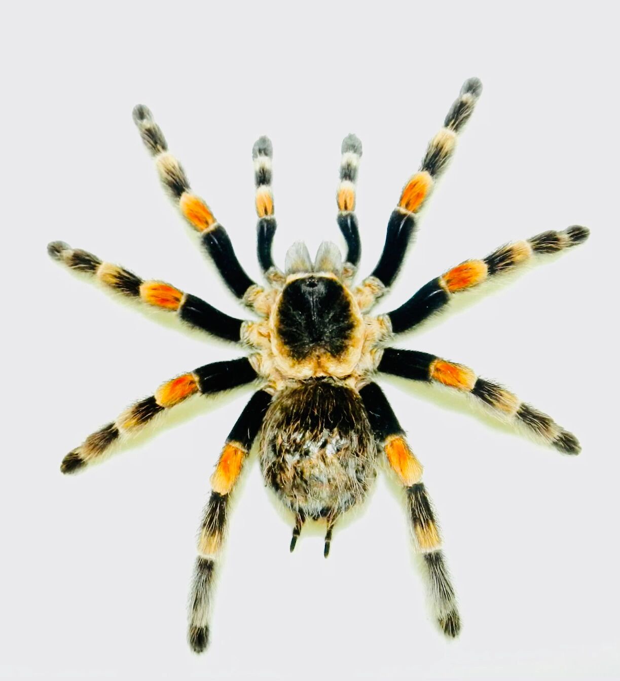 你有见过这么大型蜘蛛吗? brachypelma smithi