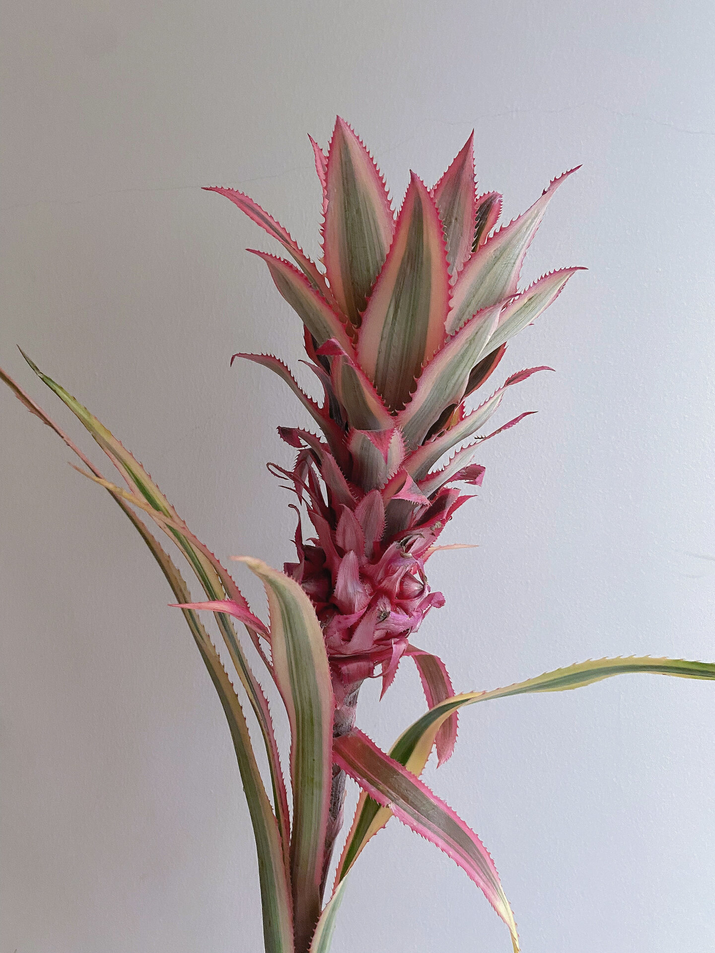 台湾凤梨,艳凤梨 花语:完美的现在 花期:一个月左右 特点: 菠萝居然也