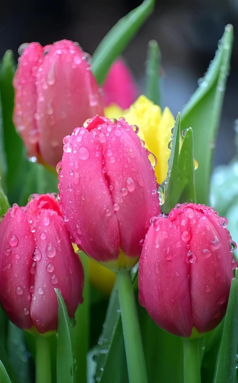 "邀你看 世中逢尔 雨中逢花"图文伙伴计划2024 摄影 春天当然要拍花啦