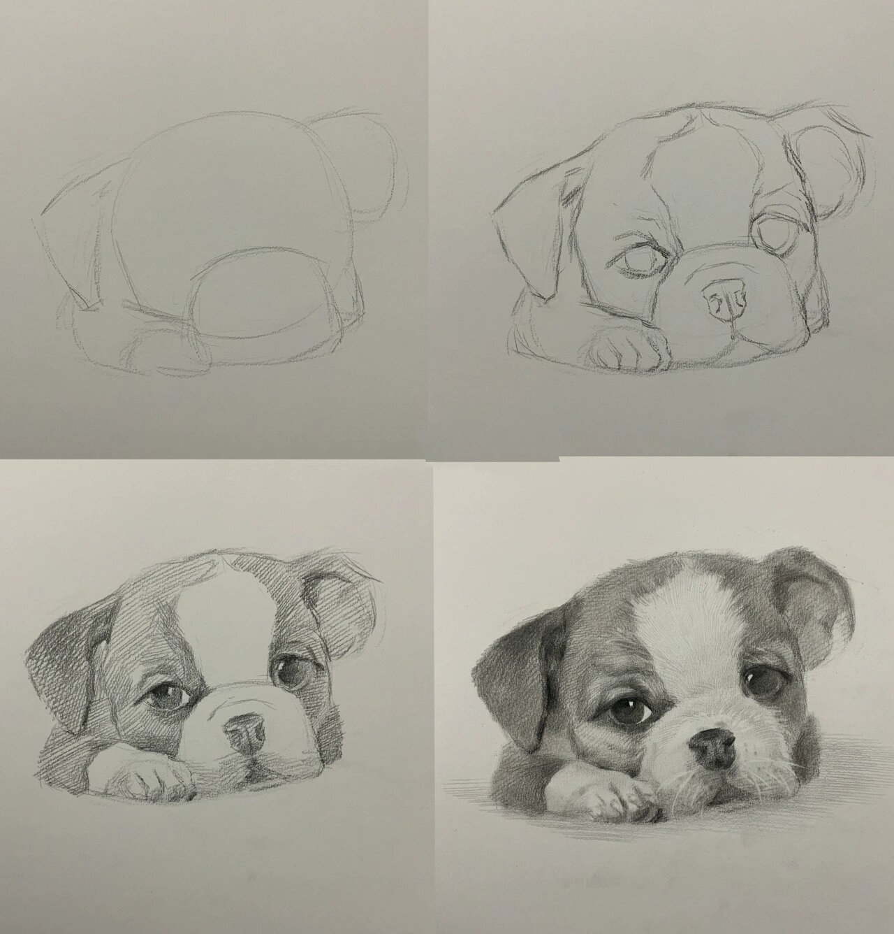 素描小狗狗 绘画过程图文详解