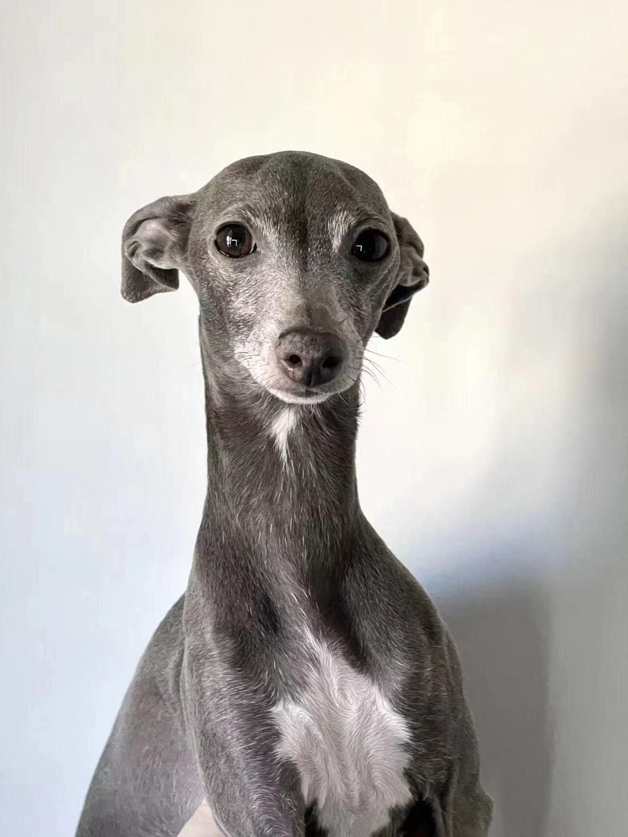 意大利小灵缇:犬界的法拉利!优雅精致结合