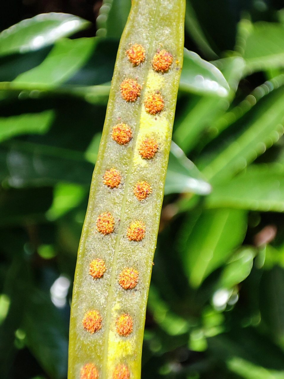 我现在才知道,这个叫江南星蕨,得亏对比了一下,不过功效是一样的,好像