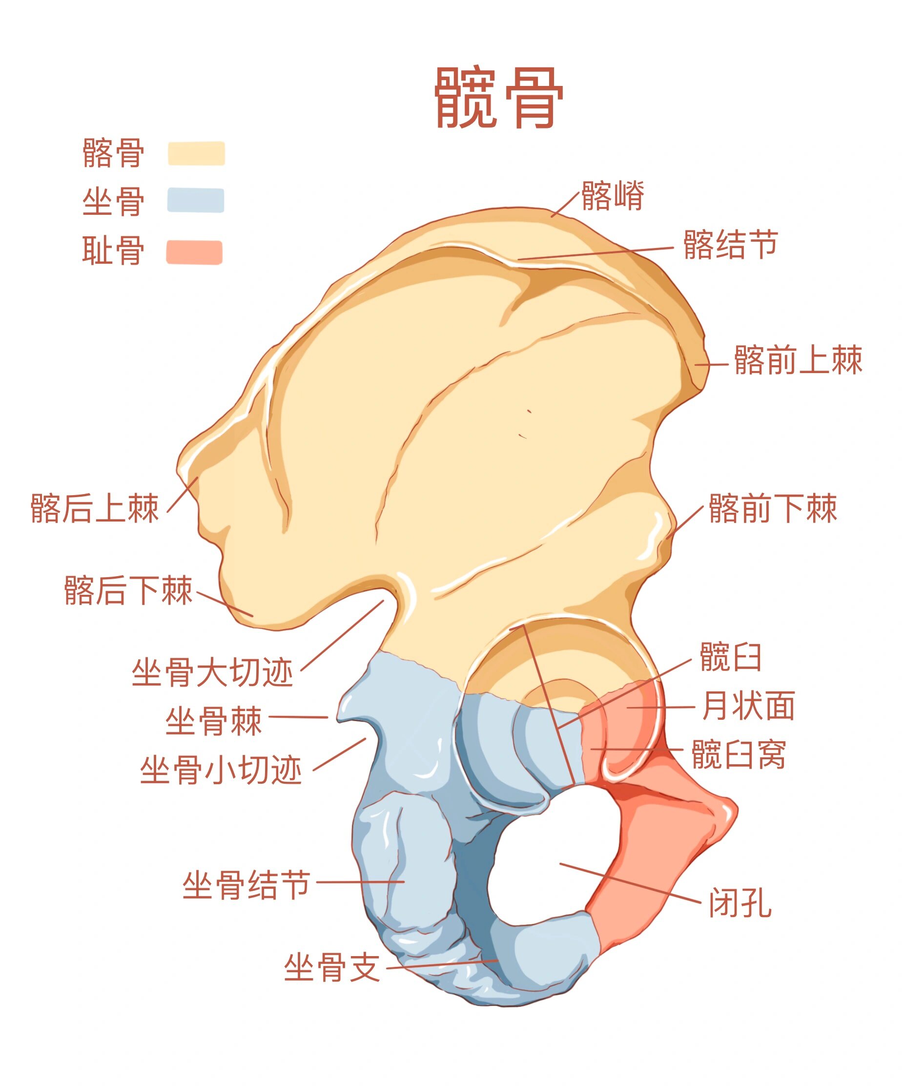 髂骨由髂骨体和髂骨翼组成,髂骨翼上缘形成髂嵴,前端为髂前上棘