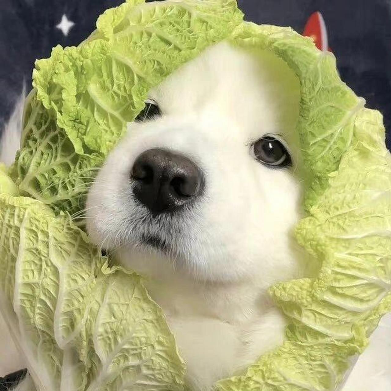 修狗头像 修狗头像 情头