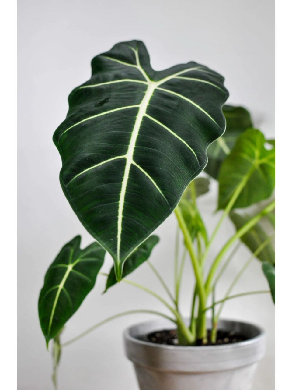 绿天鹅绒海芋(alocasia frydek)是天南星科,海芋属多年生草本植物