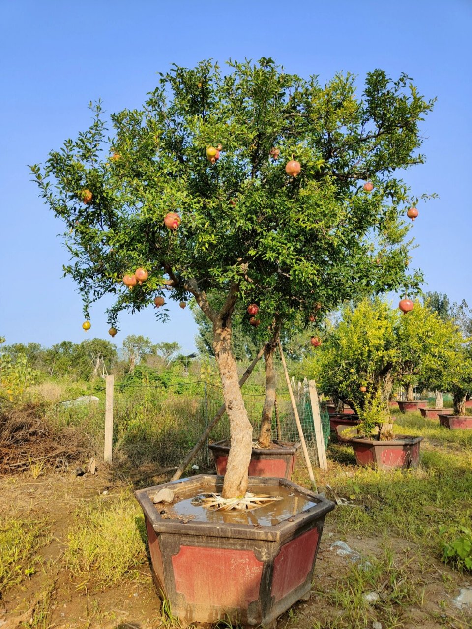 硕果累累庭院景观石榴盆栽,红红火火  #  庭院大红袍石榴树,造型优美