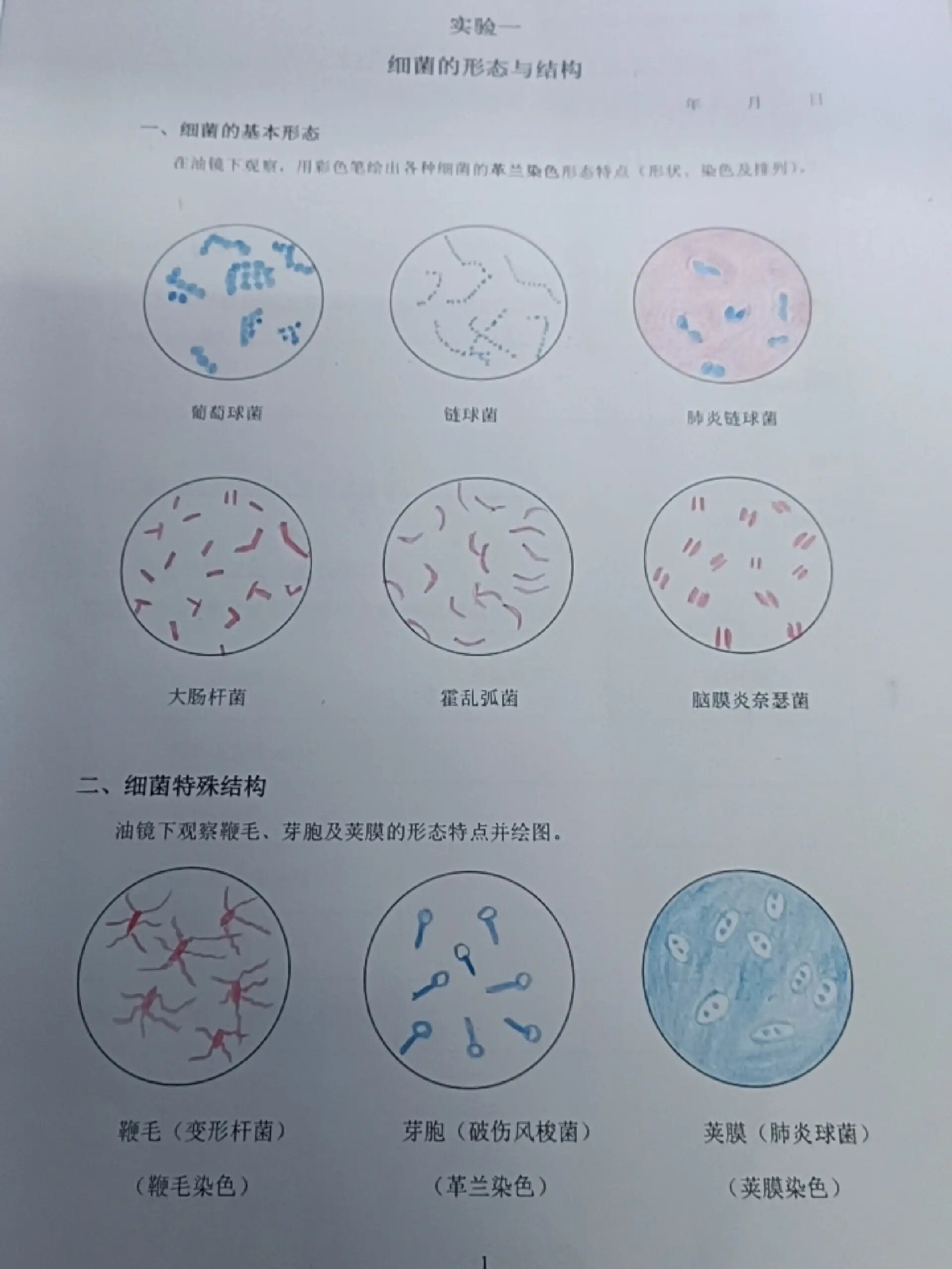 霍乱弧菌学生手绘图图片