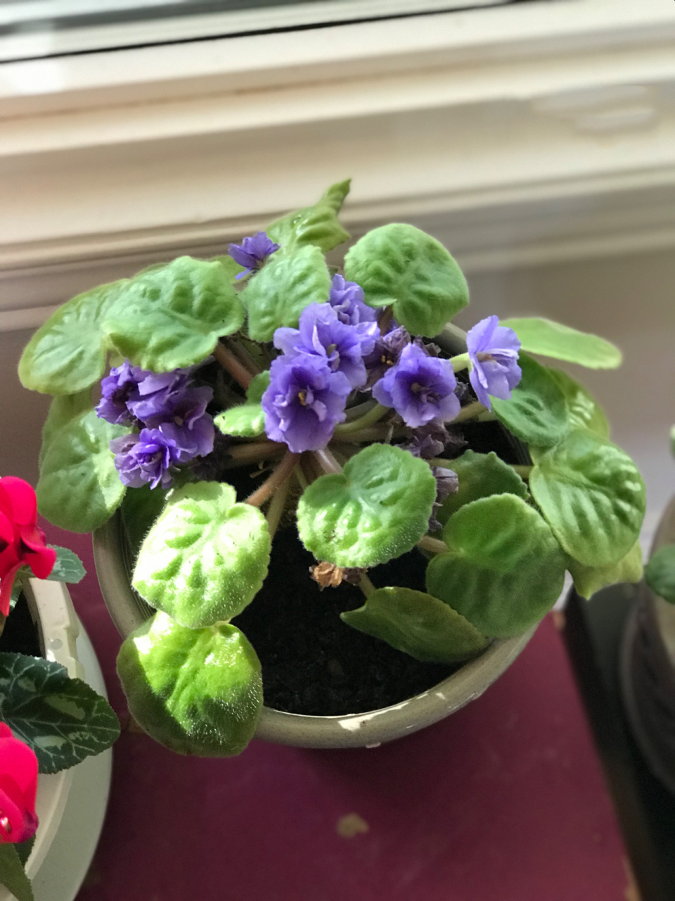 重瓣非洲紫罗兰 african violet 重瓣非洲紫罗兰的花真的很好看