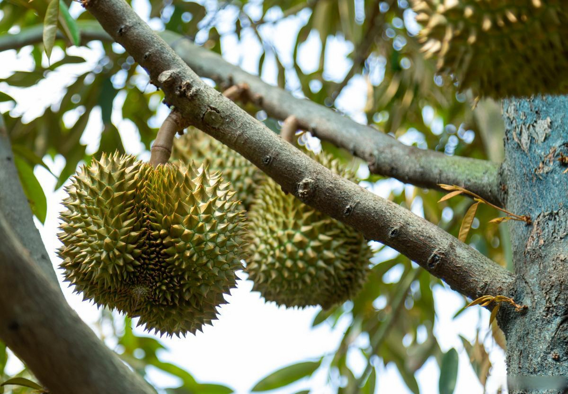 近日,菲律宾达沃地区向中国运送了18吨榴莲,这是历史性的一天,标志着