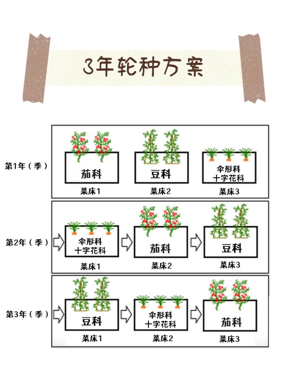 蔬菜轮作21566|7815不同科属间的轮种06