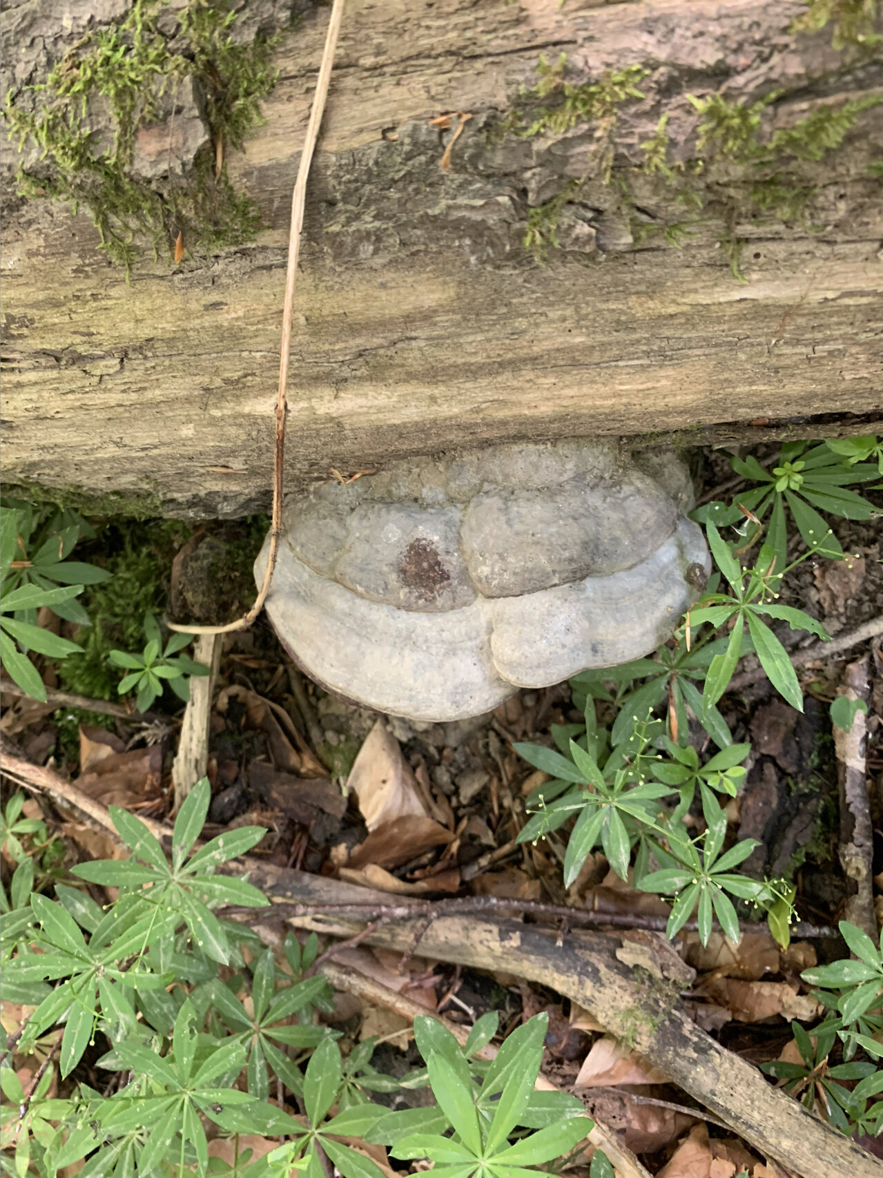 上山发现这树灵芝,这个能吃吗?96