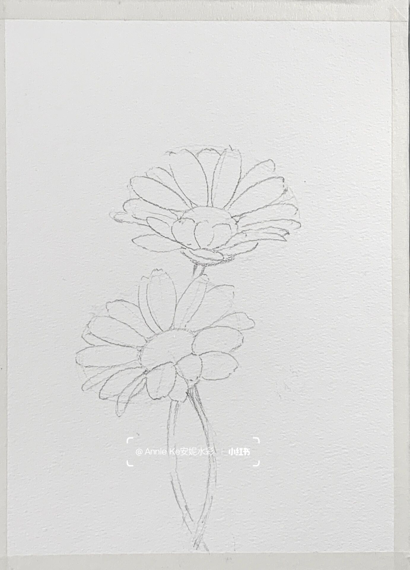 水彩过程|绘画步骤图来啦 白色雏菊怎么画