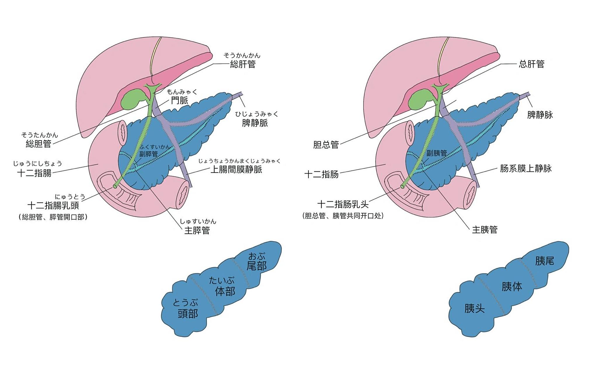 超简单胰腺解剖图(中日) 中日医学插画手绘原创 4 软件使用:proc3reat