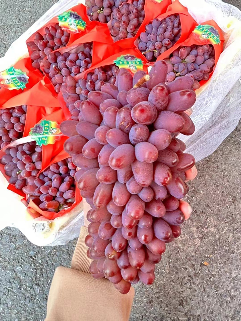 新品96 【茉莉香葡萄99】97郁金香葡萄又名茉莉香9997浓浓