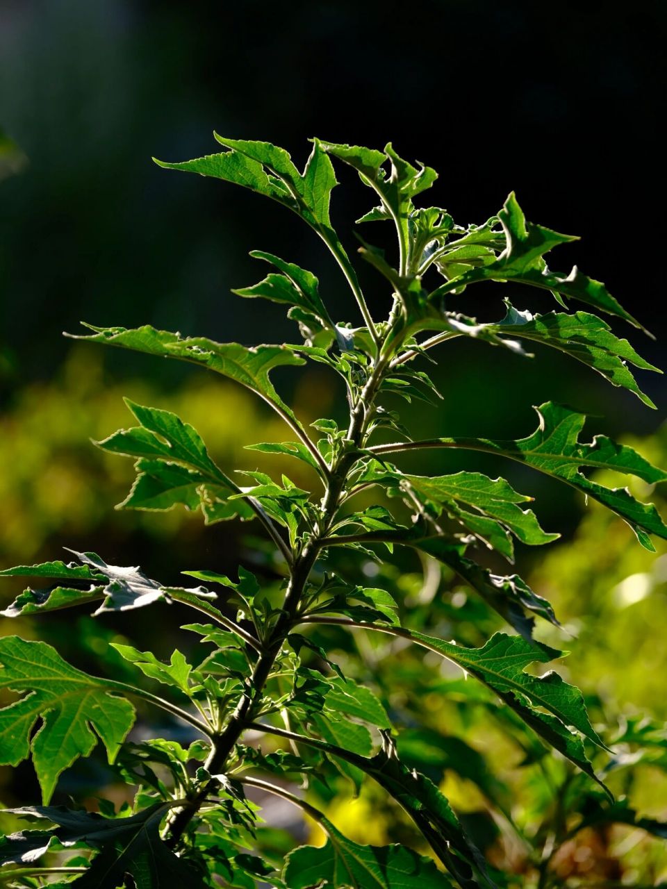 翼齿六棱菊 别名:臭灵丹