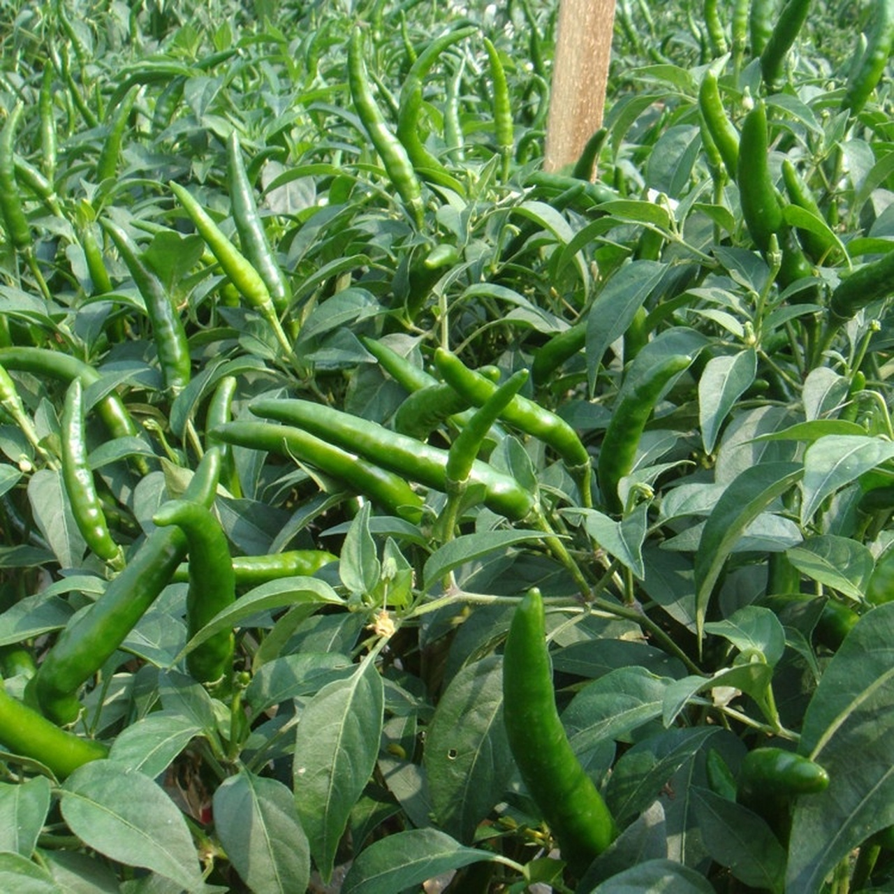 小米辣炒菜让人胃口大开,你知道种植方法不 小米辣的香辣味十分强,用