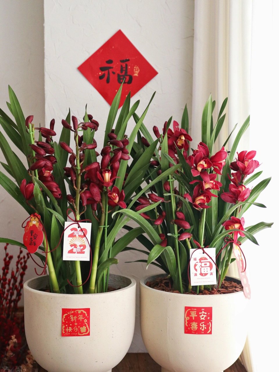 大红袍蕙兰盆栽00|无锡花店 大花蕙兰盆栽00 #无锡花店# #花艺