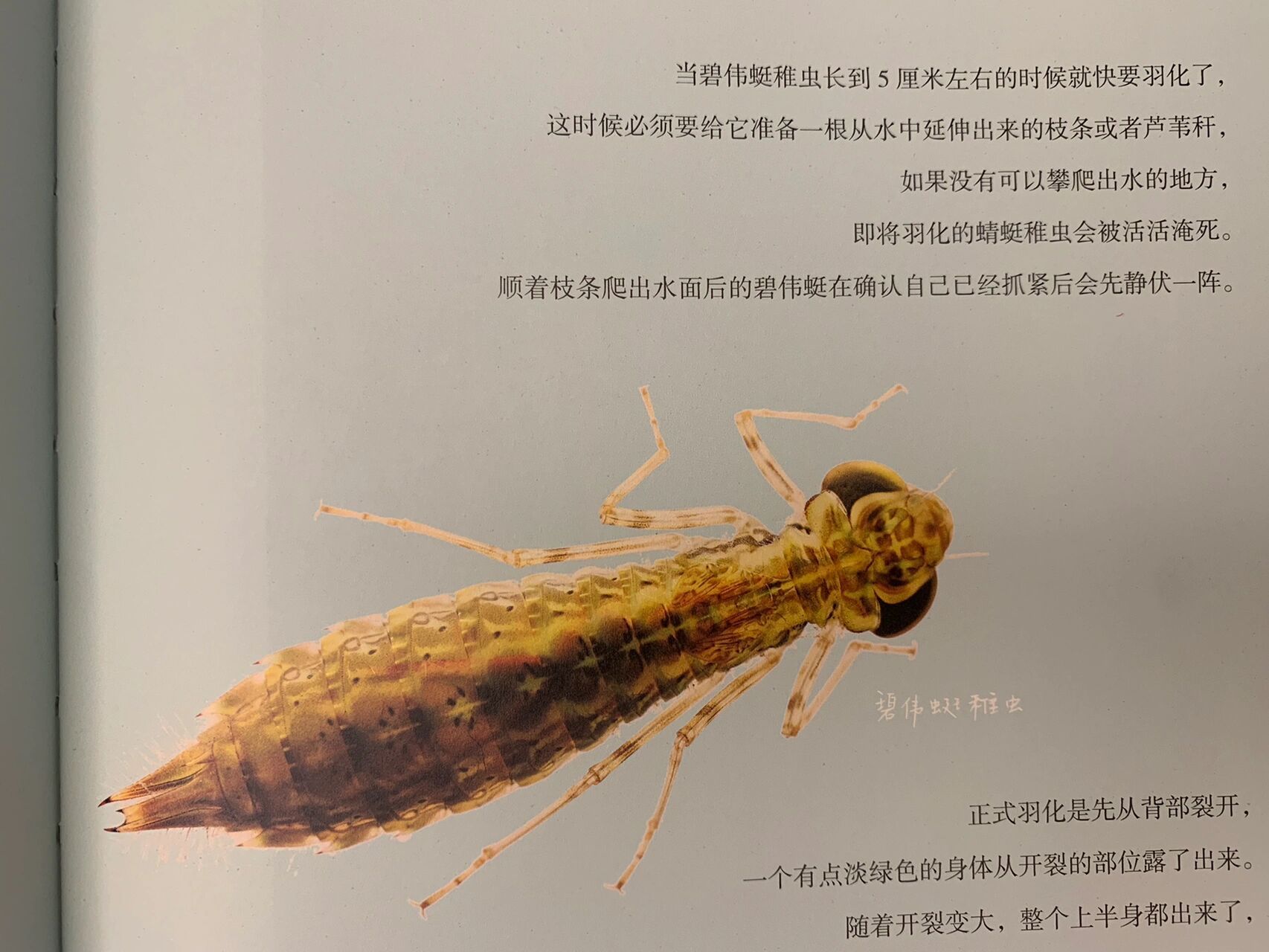 原来这玩意儿是蜻蜓稚虫98 在老家河里捞鱼捞上来过 当时都不知道是