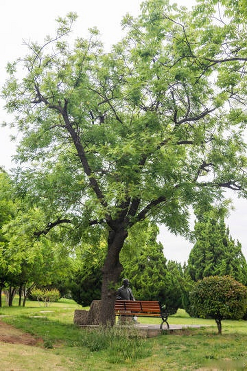 青岛百花苑图片