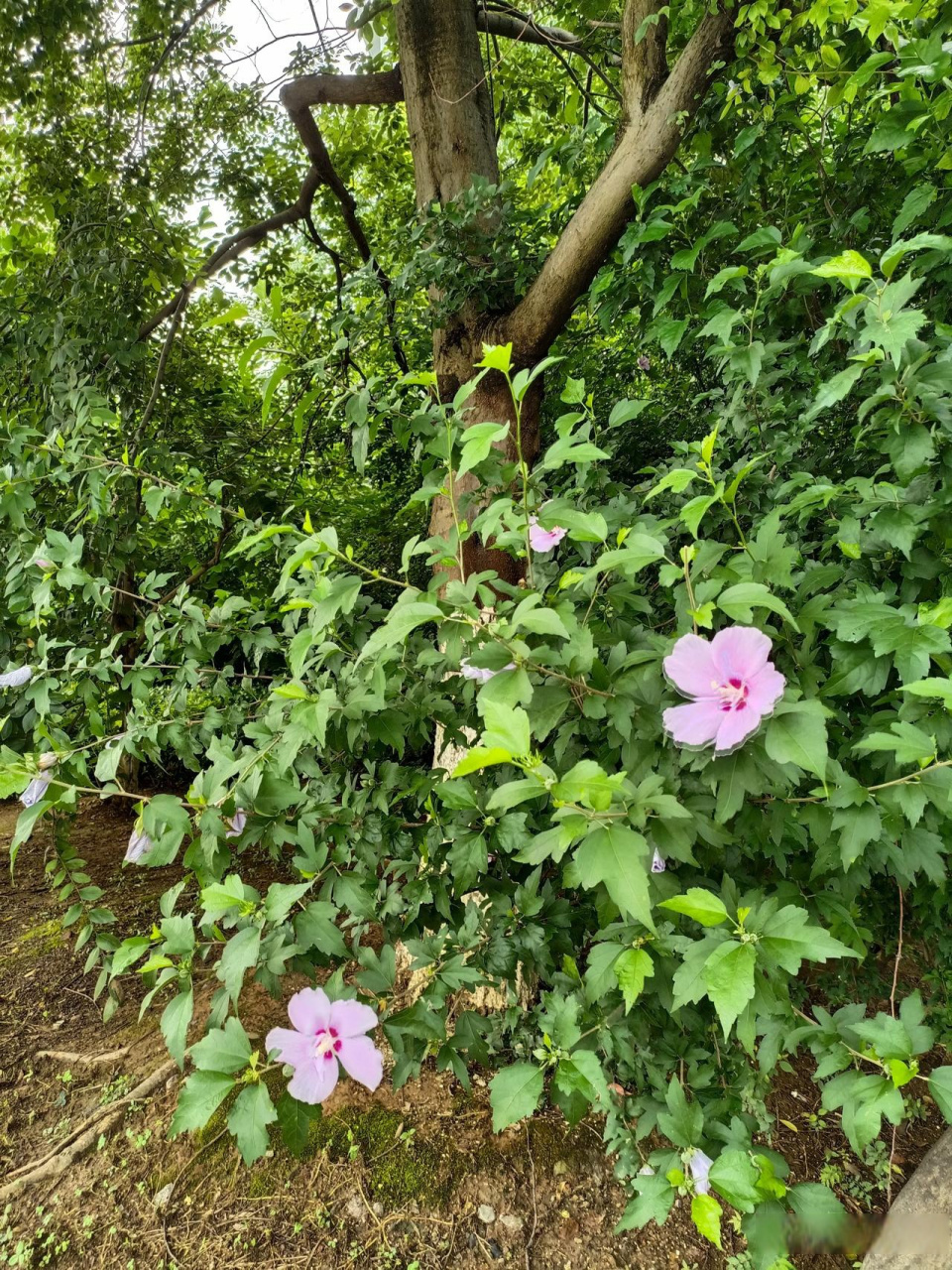 在头条搬砖的酸甜苦辣 今天看到一棵开花的槿树条(我们县城的叫法),不